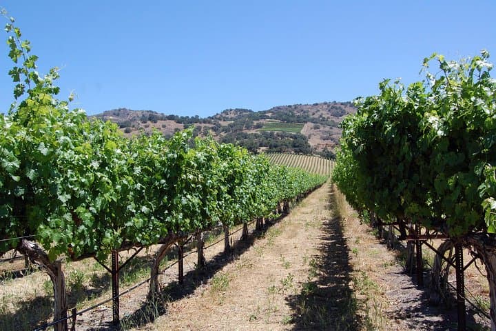 Private 6-Hour Napa Valley Wine Tour: Luxury Tasting Through Vineyards photo 4