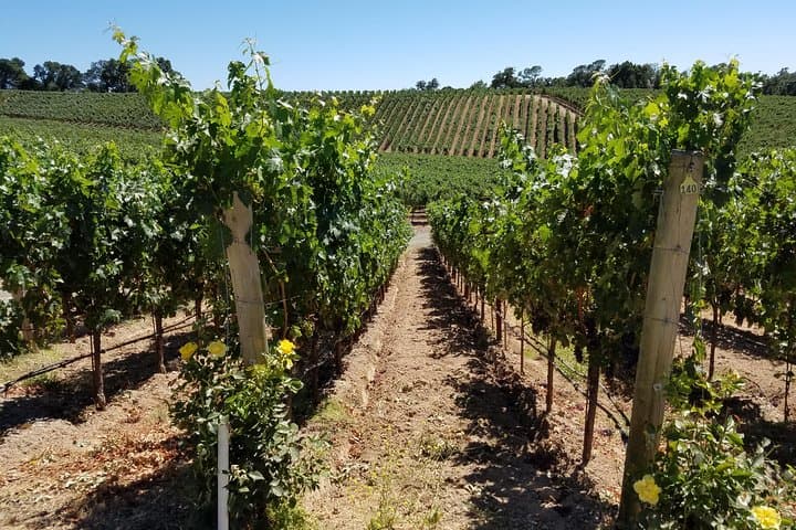 Custom 8-Hour Napa Valley Private Wine Tour in a Luxury Vehicle photo 2