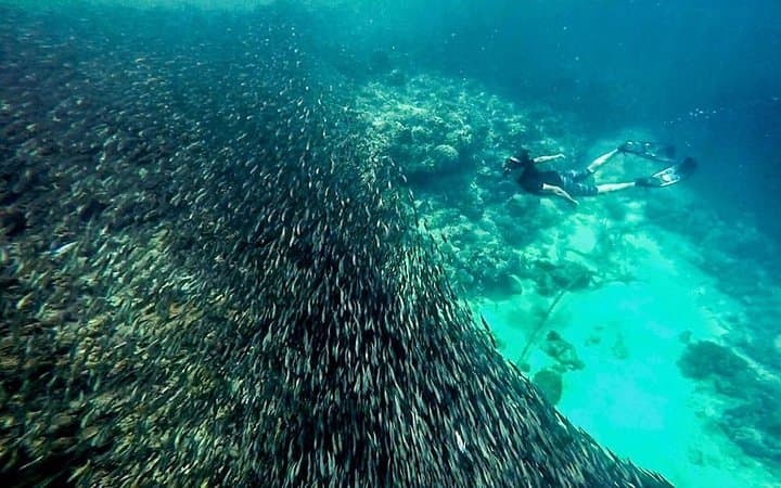 Moalboal Sardine Run & Kawasan Canyoneering: Full-Day Adrenaline from Cebu