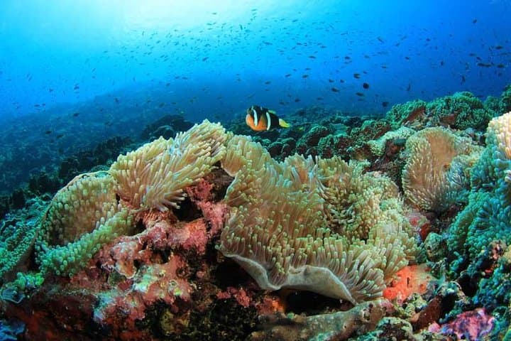 Moalboal Sardine Run & Kawasan Falls Day Tour — Snorkel Millions of Sardines photo 2