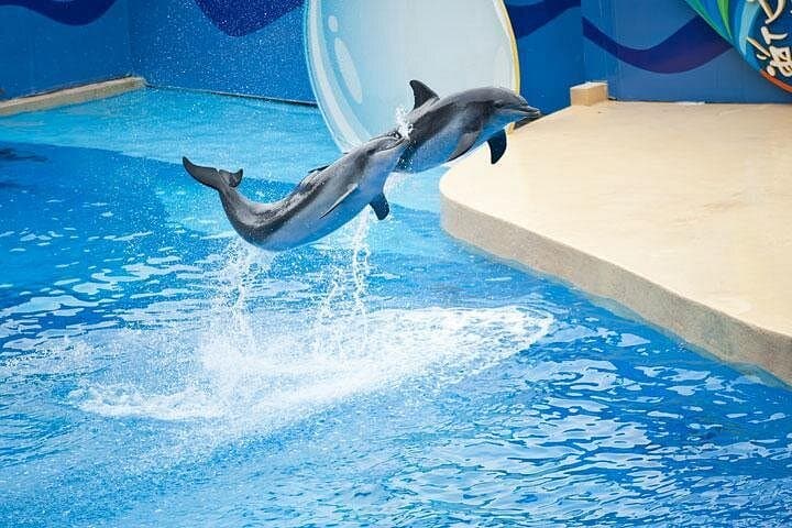 Ocean Park Hong Kong Full-Day Tour from Kowloon – Aquarium, Rides & Rainforest photo 2