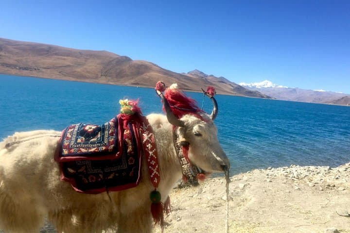 4-Night Lhasa & Yamdrok Lake Explorer — Potala, Monasteries & High-Altitude Scenery