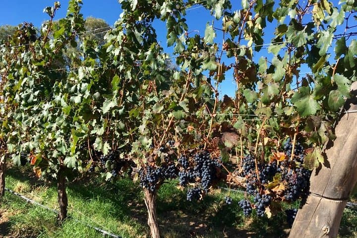 Luxury Colome Wine Tour: High‑Altitude Vineyards & James Turrell in Salta photo 2