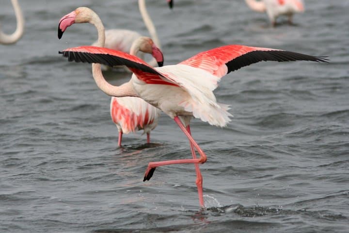 Camargue Day Trip from Avignon: Flamingos, Horses & Aigues-Mortes photo 6