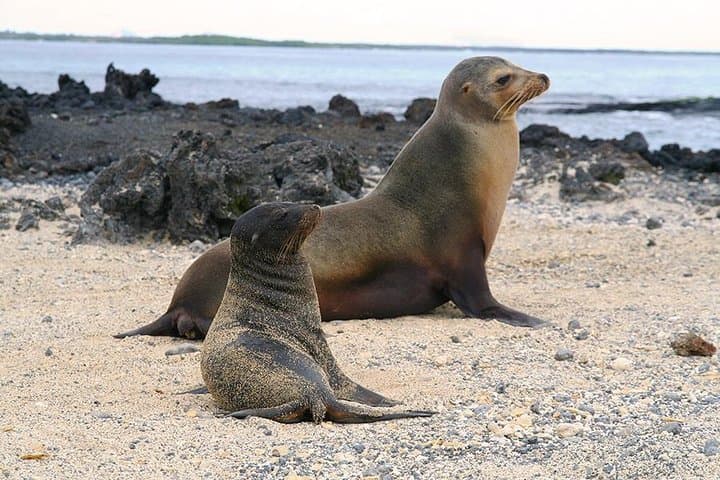 5-Day Galapagos Land Tour: Isabela & Santa Cruz Highlights