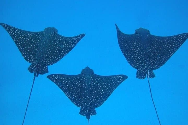 Galapagos 4-Day Land Tour: San Cristobal & Santa Cruz Highlights photo 2