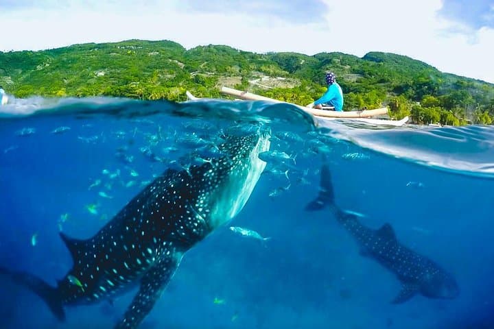 Swim with Whale Sharks and Kawasan Falls Day Tour from Cebu photo 4