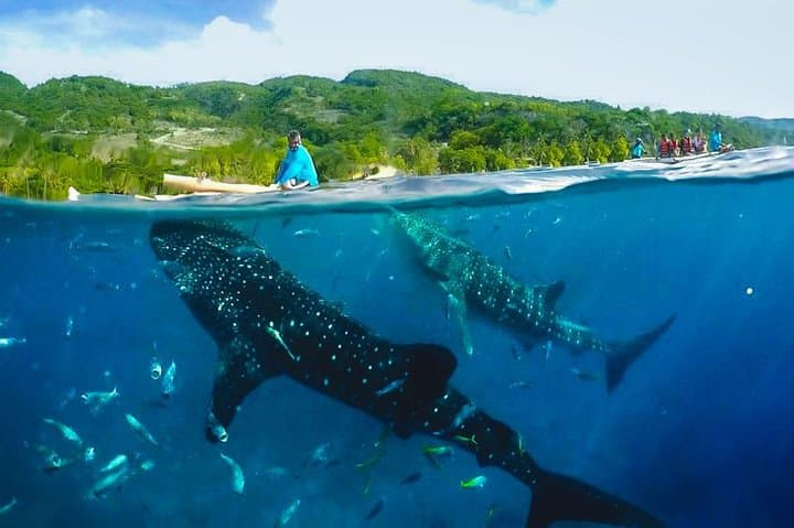 Swim with Whale Sharks & Sumilon Island Day Trip from Cebu photo 2