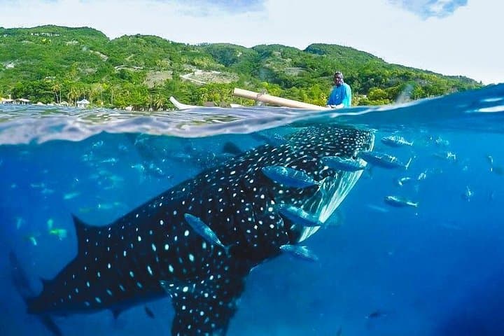 Swim with Oslob Whale Sharks & Trek Aguinid Falls — Day Trip from Cebu photo 2