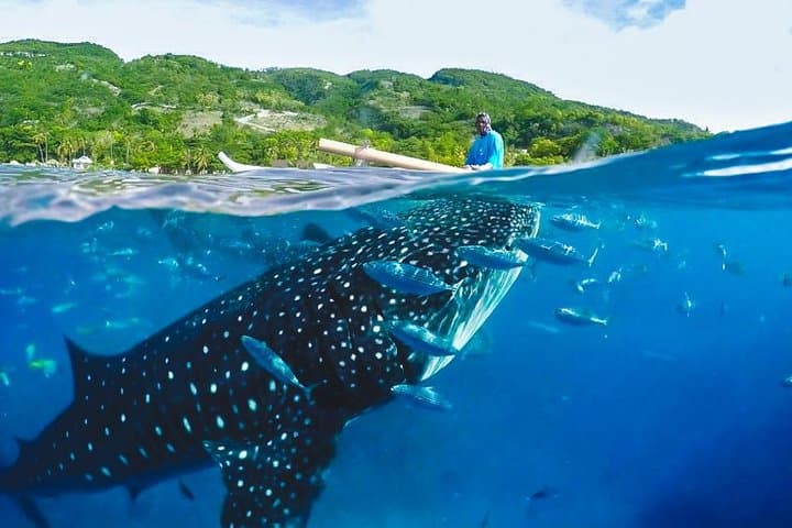 Swim With Oslob Whale Sharks and Visit Tumalog Falls: Day Tour from Cebu photo 2