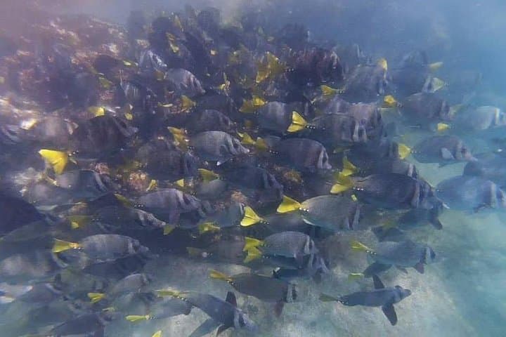 Marietas Islands Eco Discovery — Snorkel Hidden Coves from Sayulita
