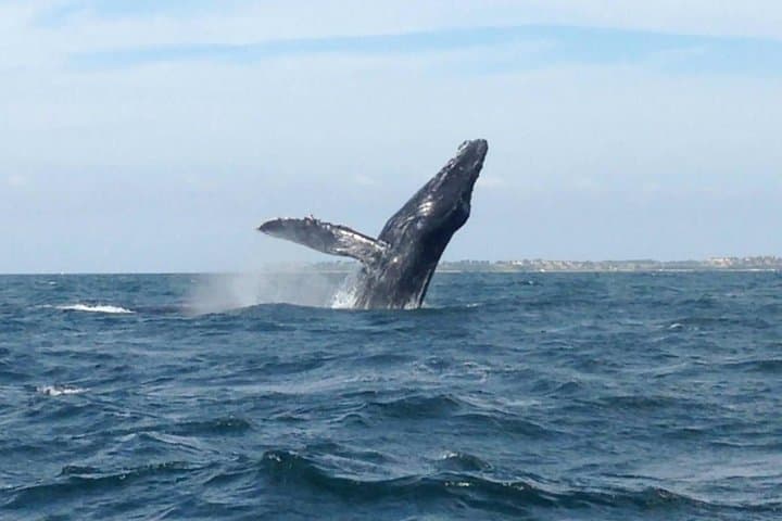 Marietas Islands Whale Watching and Snorkeling from Sayulita