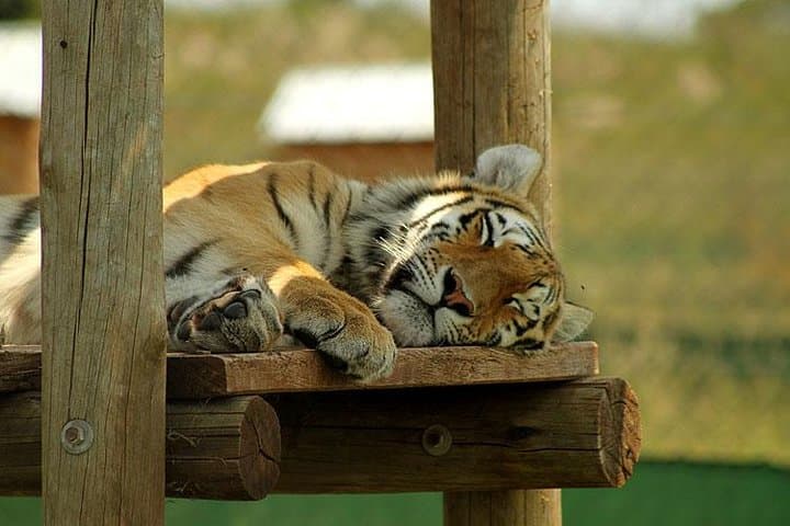 Rhino and Lion Park Guided Safari from Johannesburg — Wildlife Drive in the Cradle of Humankind