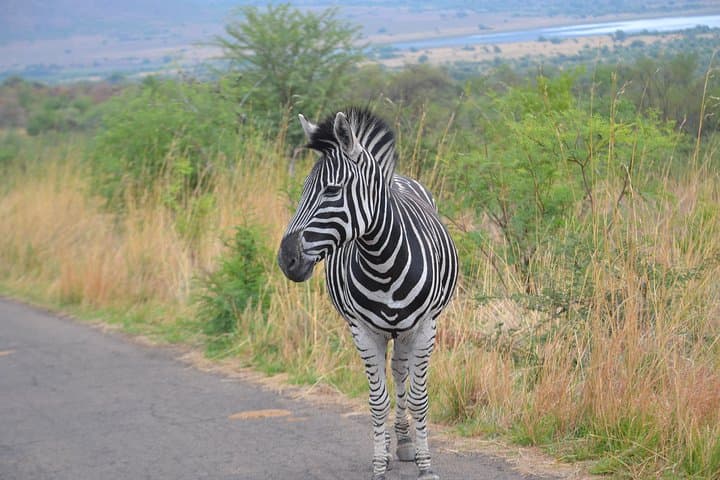 Full-Day Private Pilanesberg Safari from Johannesburg: Big Five & Birding photo 3