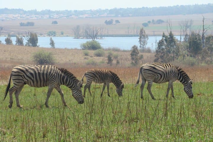 Rietvlei Nature Reserve Half-Day Game Drive from Johannesburg photo 3