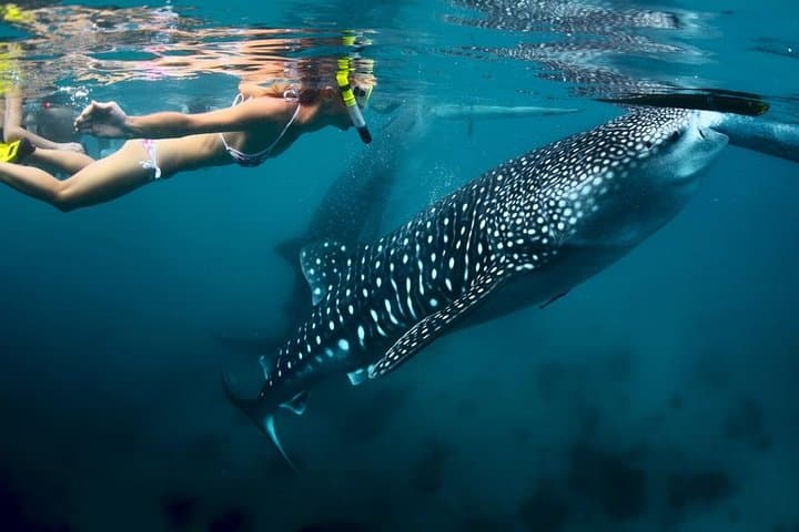 Cebu Whale Sharks, Moalboal Sardines & Kawasan Canyoneering Day Tour photo 3