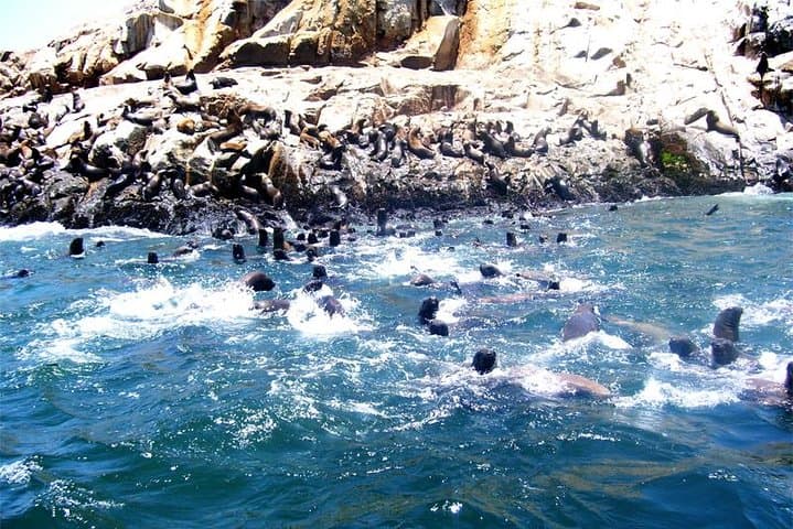 Palomino Islands Sea Lion Swim from Lima — Speedboat Excursion & Wildlife Viewing photo 2
