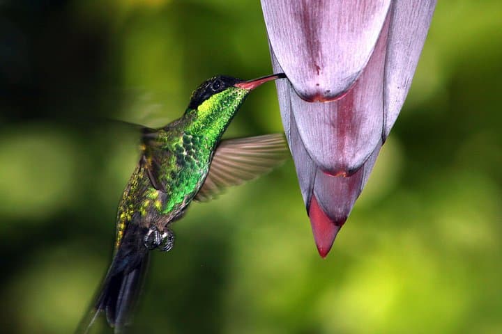 Private Rockland Bird Sanctuary Hummingbird-Feeding Tour from Montego Bay photo 2