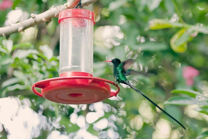 Private Rockland Bird Sanctuary Hummingbird-Feeding Tour from Montego Bay photo 3