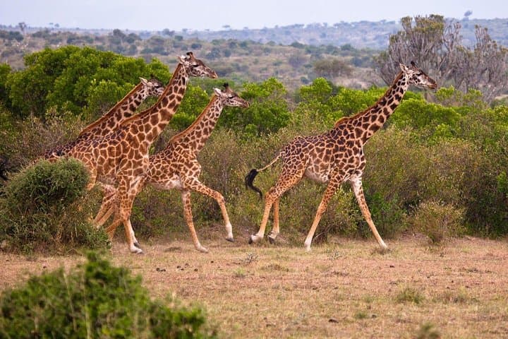 3-Day Masai Mara Joining Safari from Nairobi: Classic Big-Game & Migration Experience photo 5