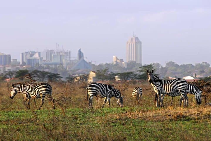 Nairobi National Park Safari: Wildlife Meets Skyline in an Unmatched Half-Day Adventure photo 6