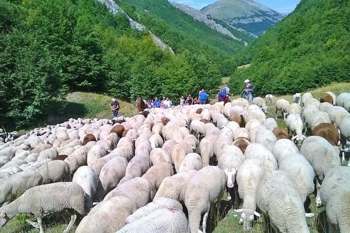Shepherd for a Day: Cheese-Making & Rocca Calascio in Abruzzo National Park