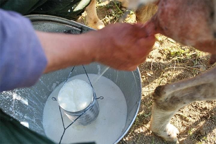 Shepherd for a Day: Cheese-Making & Rocca Calascio in Abruzzo National Park photo 3