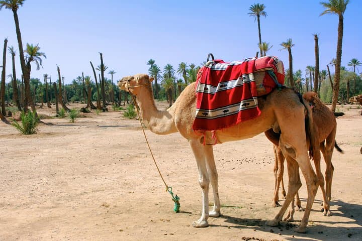 Palm Grove Camel Ride from Marrakech — 1.5-Hour Small-Group Experience