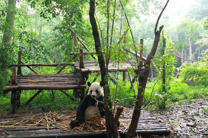 Chengdu Panda Center and Leshan Giant Buddha Private Day Tour — Pandas, Pagodas & River Views photo 2