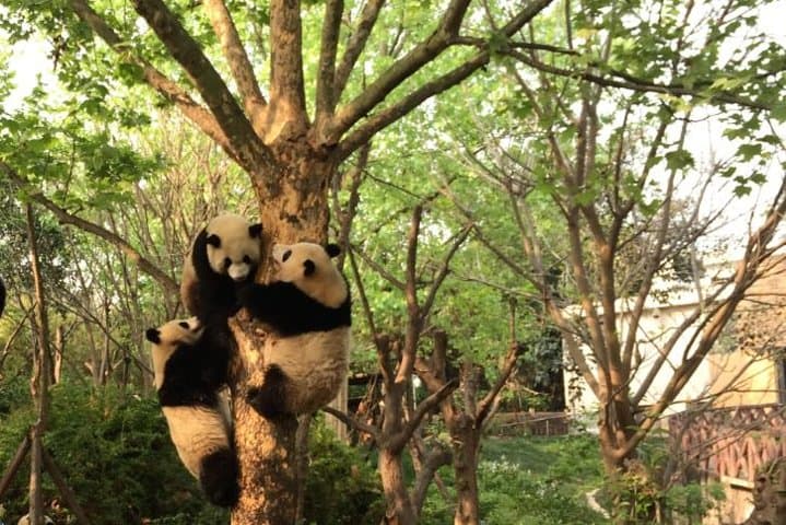 Chengdu Highlights: Panda Base & Leshan Giant Buddha Private Day Tour
