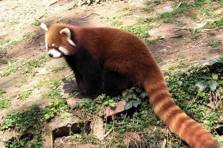 Chengdu Panda Tour: Morning at the Panda Base + Flexible Afternoon Sightseeing photo 2