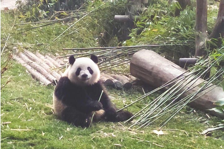 Up-Close with Chengdu's Giant Pandas: Private Full-Day Panda Experience photo 2