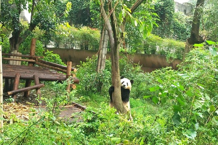 Chengdu Private Panda Tour and Afternoon Custom Sightseeing