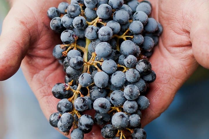 Private Wine Tour from Eugene — Full-Day Tastings in Oregon Wine Country