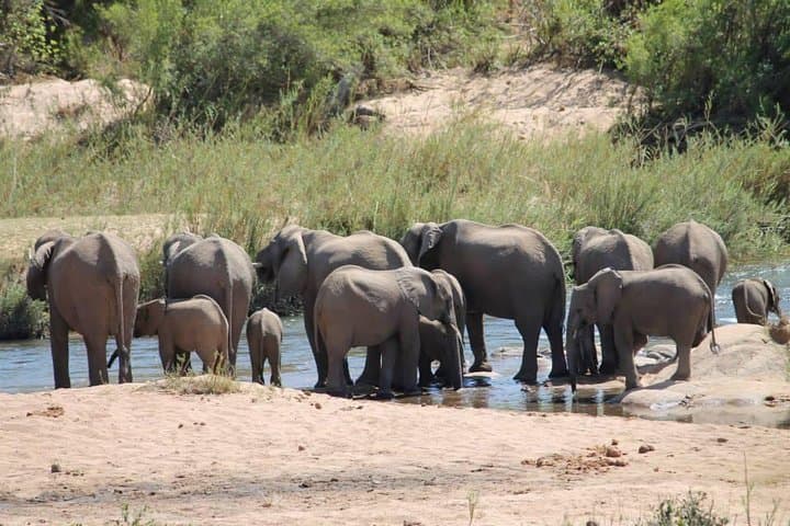 Overnight Kruger Safari: Classic Camping at Pretoriuskop photo 2