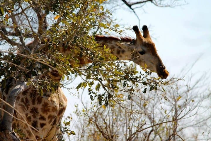 Overnight Kruger Safari: Classic Camping at Pretoriuskop photo 3