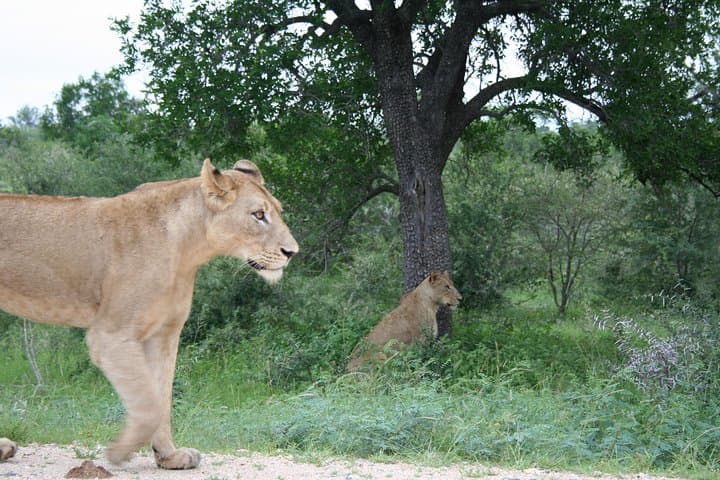 Full-Day Big 5 Safari from Hazyview — Kruger Big Five Game Drive Guide