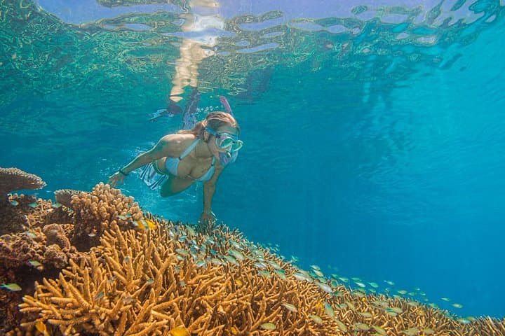 Passions of Paradise: Outer Great Barrier Reef Catamaran Day Trip from Cairns photo 6