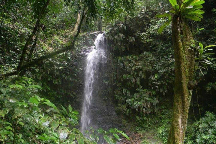 Brownsberg Full-Day Jungle Hike to Waterfalls — Suriname Rainforest Adventure photo 2