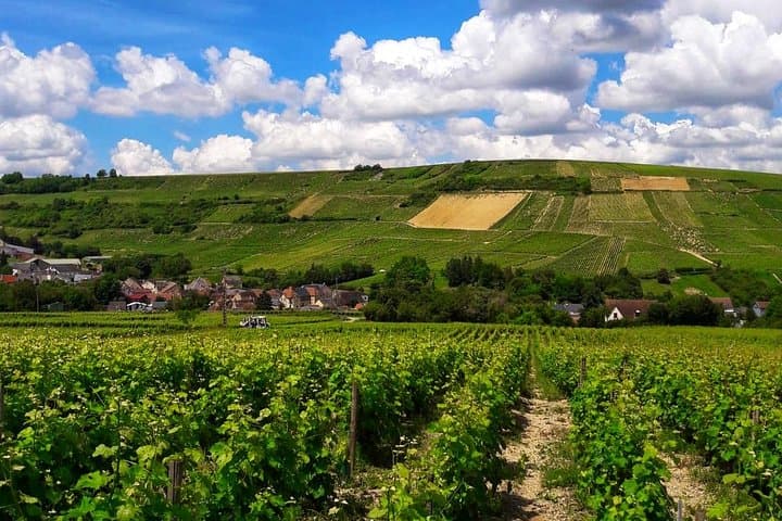 Sancerre Day Trip from Paris: Private Sommelier-Led Wine & Cheese Tour photo 5