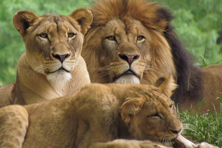 3-Day Masai Mara Camping Safari: Big Five, Game Drives & Maasai Village photo 3