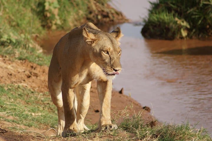 13-Day Best of Kenya Wildlife Safari: Samburu to Tsavo in Luxury Camps photo 4