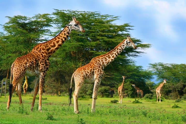 5-Day Amboseli & Tsavo West Private Safari — Big Five, Mzima Springs & Kilimanjaro Views photo 4