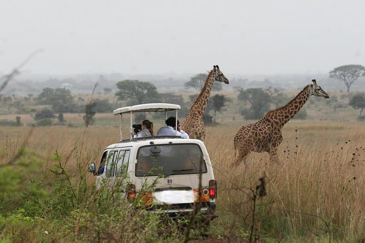 Explore Nairobi National Park: Wildlife Safari Just Outside the City photo 2
