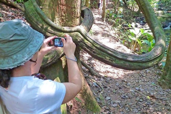 Atlantic Forest Ecological Walk Near Sao Paulo: Waterfalls, Orchids & City Views photo 4