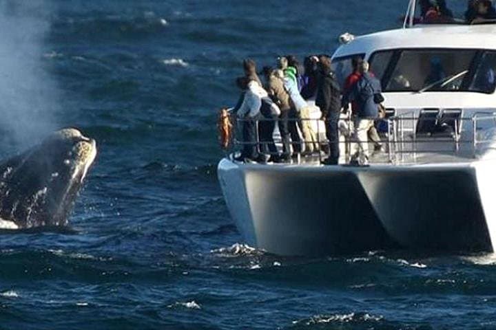 Cape Town to Hermanus Whale Watching and Hemel-en-Aarde Wine Tasting Day Tour