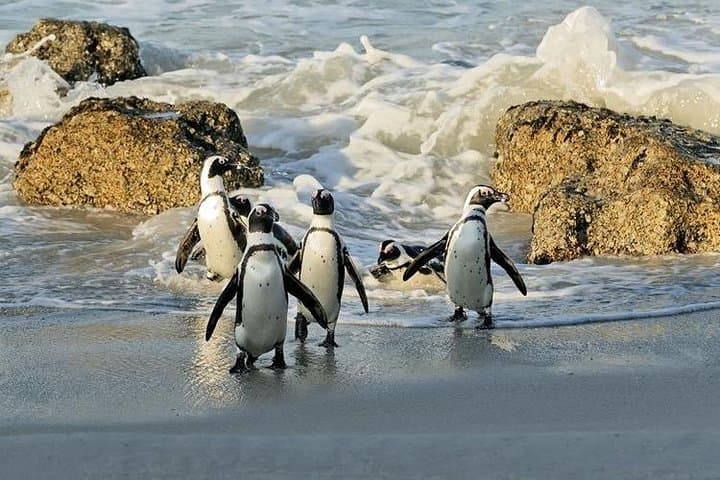 Cape Town to Cape Point Private Day Tour: Penguins, Chapman's Peak & Cape of Good Hope photo 2