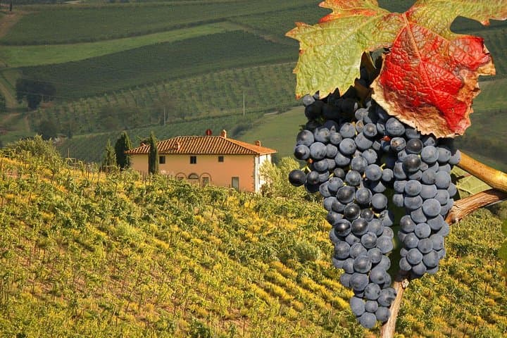 Tuscany Truffle & Brunello VIP Day Trip from Rome
