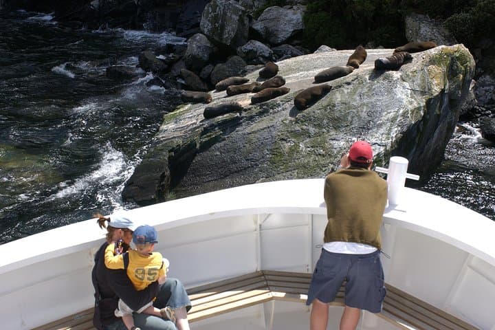 Milford Sound Boutique Cruise: Small-Boat Wildlife and Waterfall Experience photo 4