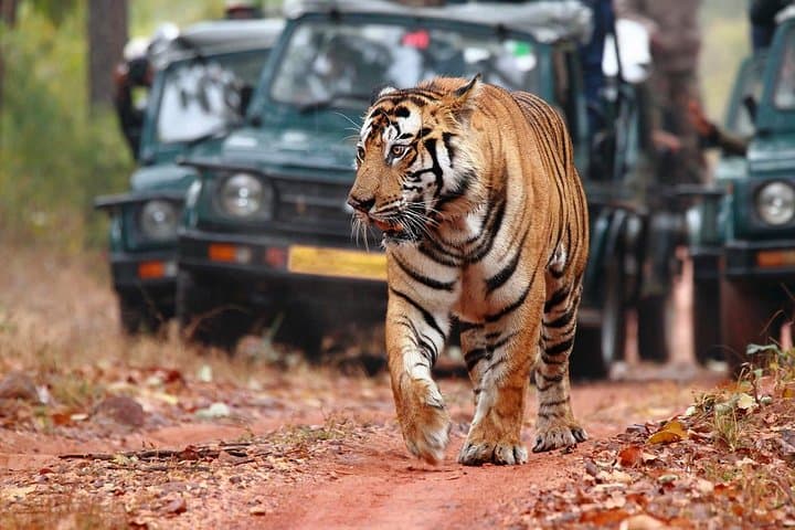 Delhi to Ranthambore: 5-Day Tiger Safari and Golden Triangle Essentials